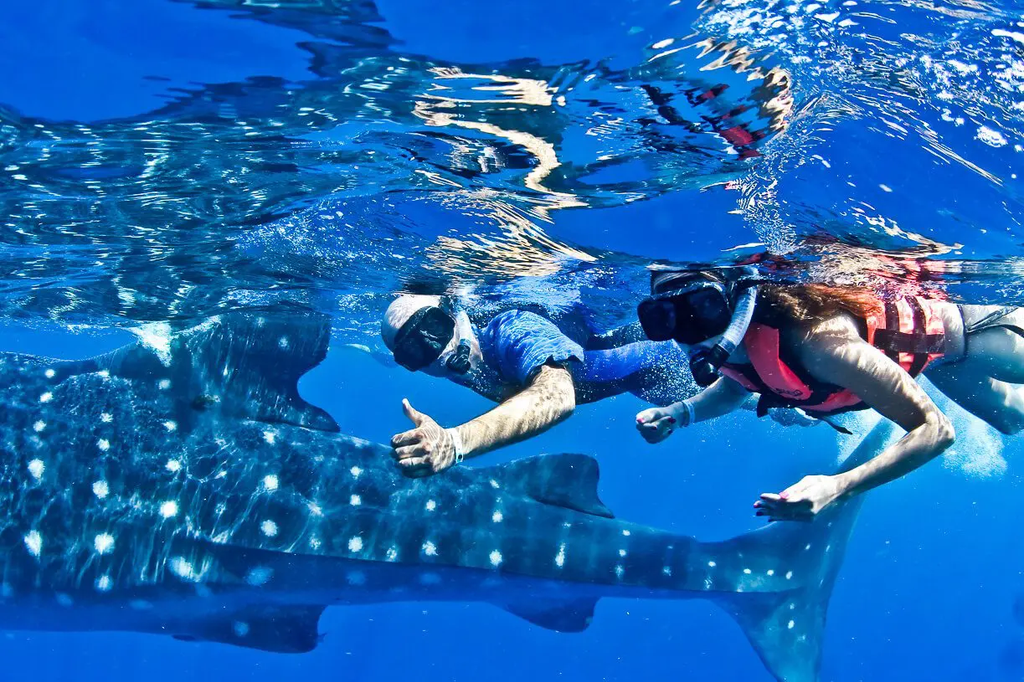 Take a Whale Shark Tour