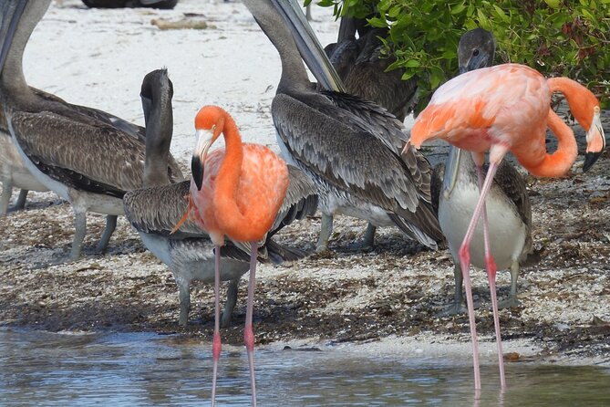 Look for Flamingos at Isla Pájaros