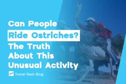 Can People Ride Ostriches? The Truth About This Unusual Activity