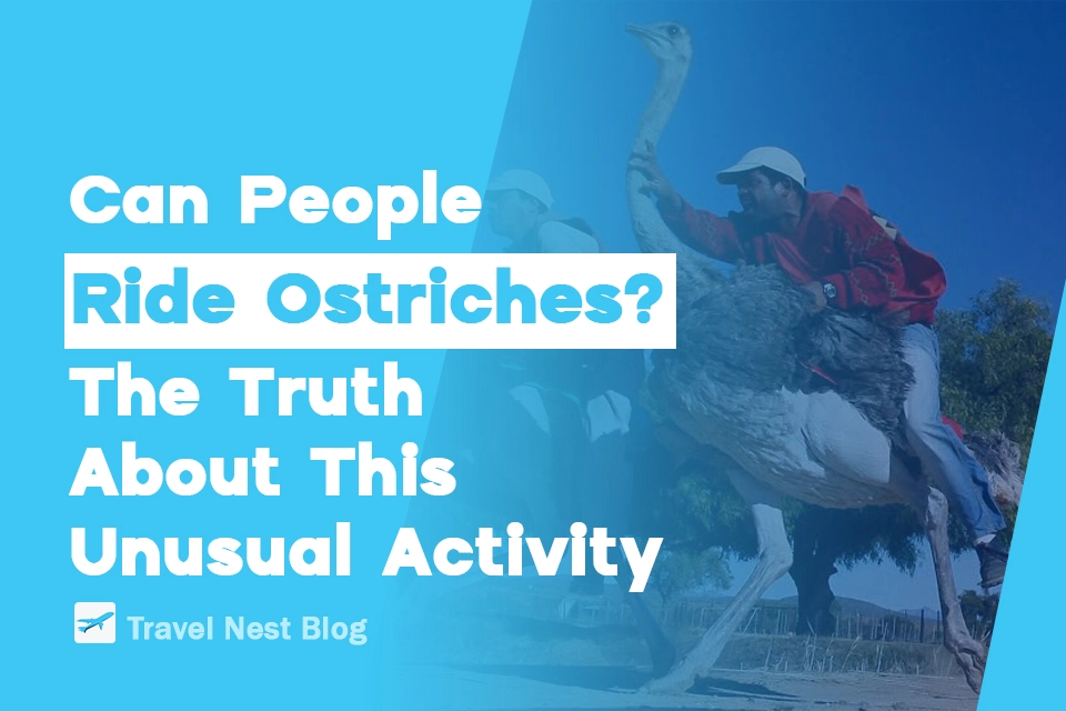 Can People Ride Ostriches? The Truth About This Unusual Activity
