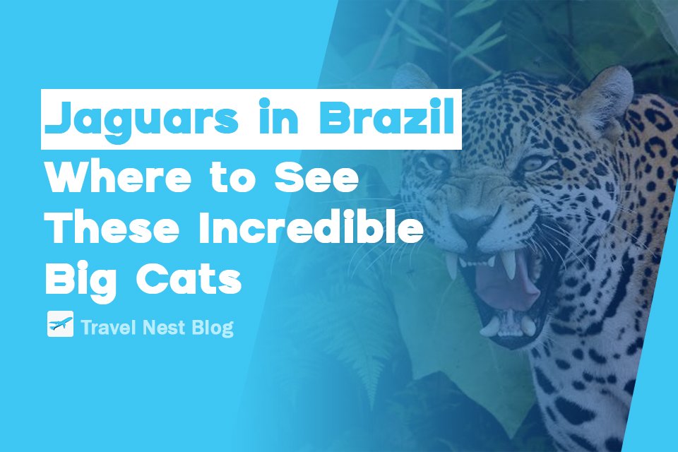 Jaguars in Brazil: Where to See These Incredible Big Cats