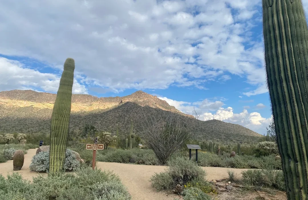 Hike at Usery Mountain Regional Park