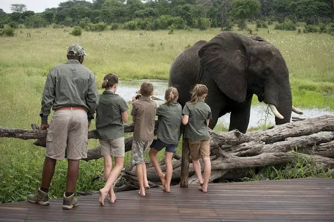 Why Choose Zimbabwe Safaris?