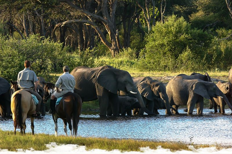 Discover Mana Pools National Park
