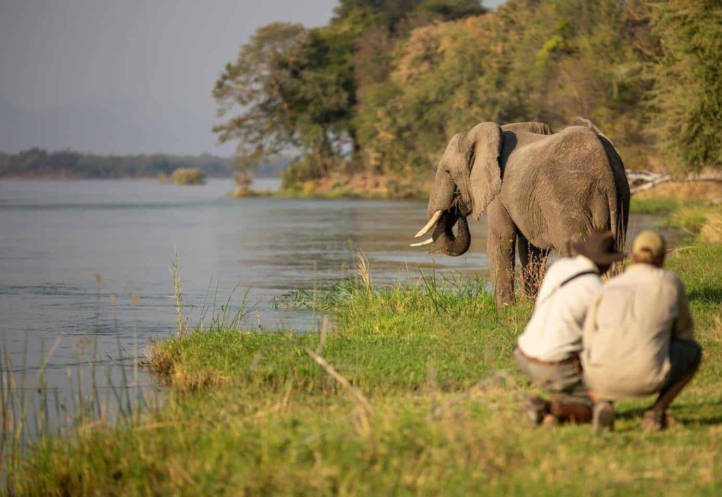 What Is the Best Time for Zimbabwe Safaris?
