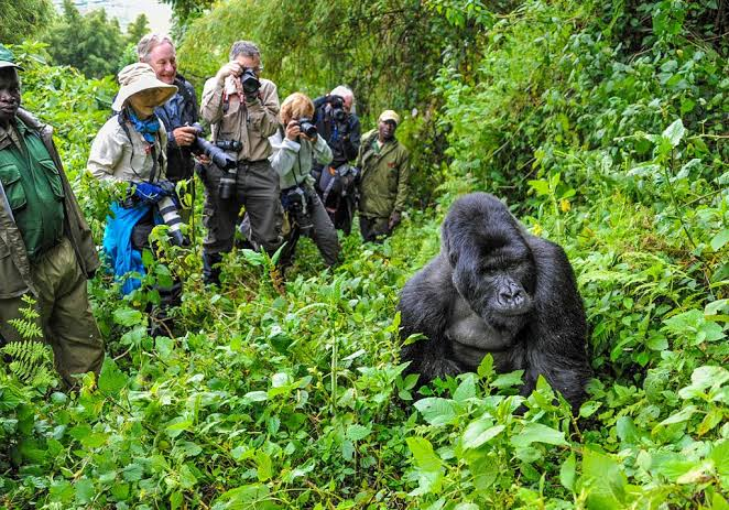 Experience Mountain Gorilla Trekking