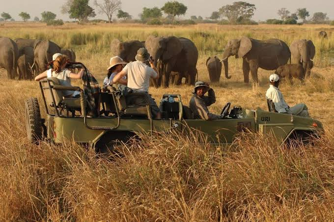 Uganda Safari Enjoy Wildlife Game Drives