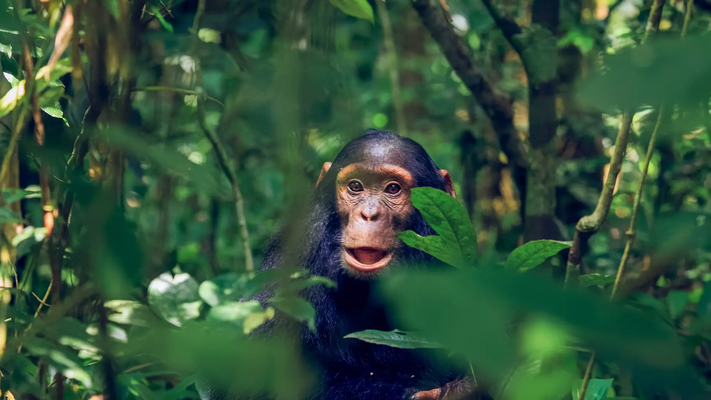 Uganda Safari Visit Kibale National Park for Chimpanzee Tracking