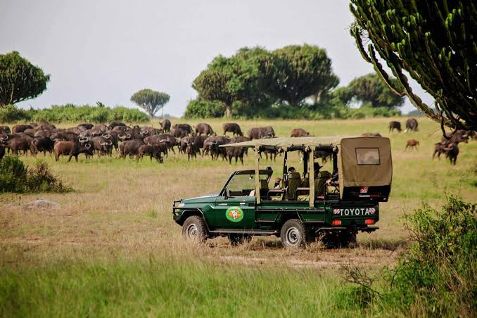 Explore Queen Elizabeth National Park