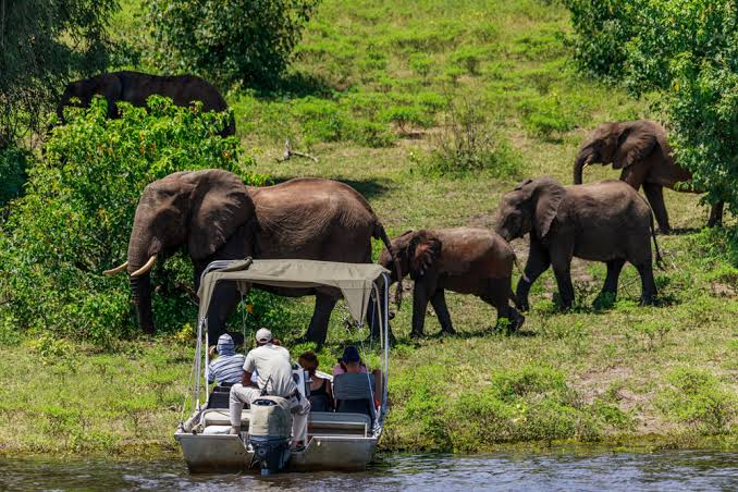 Watch Elephants in Chobe National Park