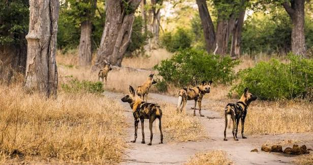 Discover Moremi Game Reserve