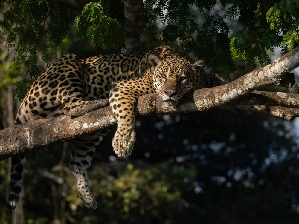 Visit the Pantanal for Jaguar Watching
