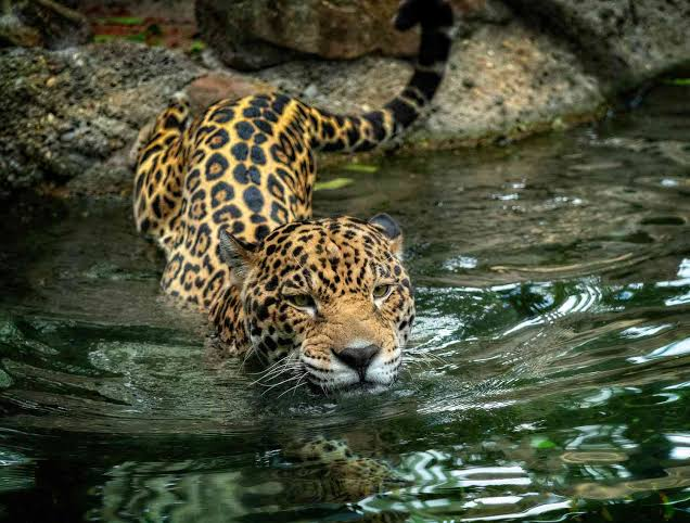 Learn What Makes Jaguars So Special