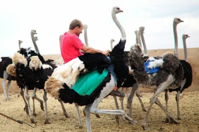 Can People Ride Ostriches in Real Life?