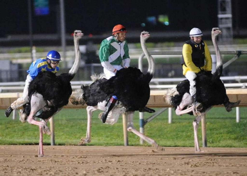 People Can Ride Ostriches Wildlife Parks and Zoos